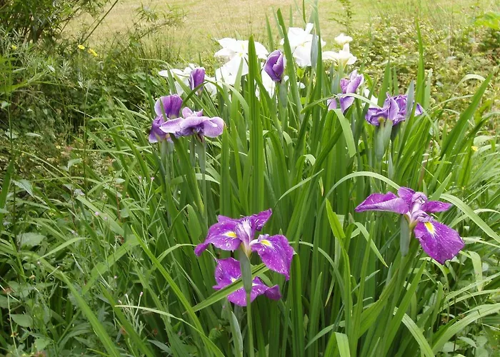 D'hotes La Belle Taille Maison d'hôtes